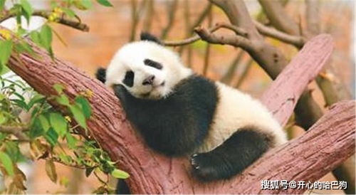 大熊猫为什么会成为国宝 以卖萌为生的熊猫,背后有一部血泪史