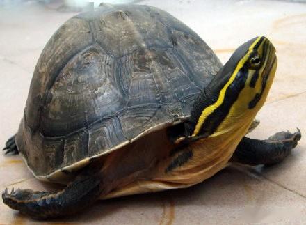 浅谈安布闭壳龟的四个亚种区分方法