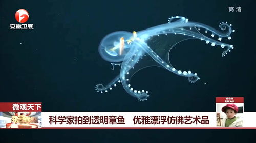 科学家拍到透明章鱼 优雅漂浮仿佛艺术品 