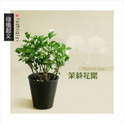 关于茉莉花的成语和诗句