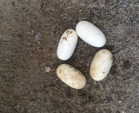 儿子捡回四个鸟蛋,数十天后孵出四个小东西,妈妈看后脸色苍白
