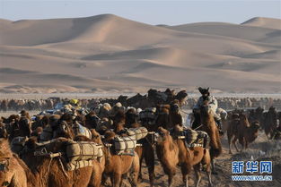 穿越这片沙漠 骆驼奔忙依旧 
