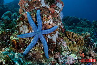 海底不只有一个派大星 还有这些美丽的海星 
