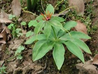 我有一种植物药材,但是不知道叫什么名字,也不知道有什么用处 