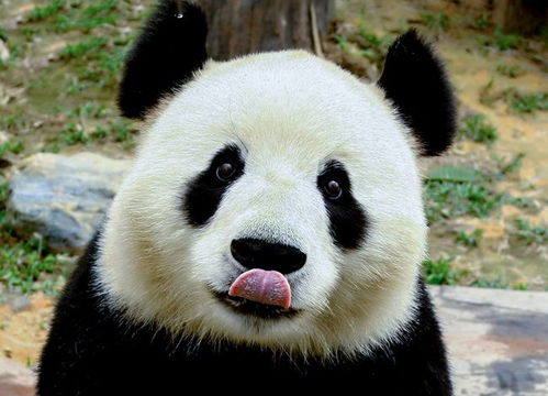 憨厚老实的大熊猫,能轻松单挑藏獒 它的战斗力有多恐怖