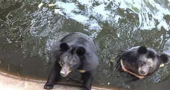 心碎 视频记录泰国动物园黑熊在围栏内痛苦挣扎