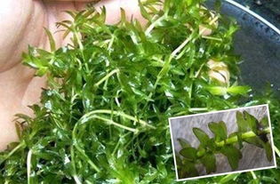 伊乐藻的种植方法及管理要点,伊乐草快速生长用什么肥