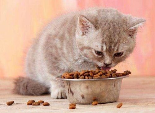 猫咪挑食,不吃猫粮怎么纠正