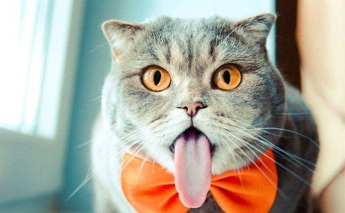 这只超萌的猫咪,不仅有丰富的表情,还会吐着舌头卖萌