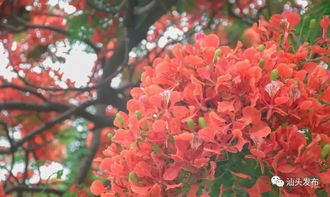汕头的市花是什么花,傣族的凤凰花开是什么时候