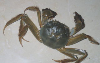 熟螃蟹保存，煮熟的螃蟹怎么保存