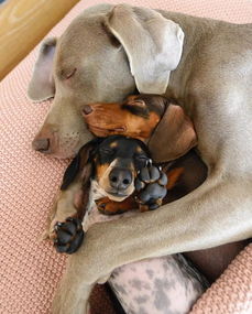 三只狗狗坚持搂在一起睡,画面太甜了 
