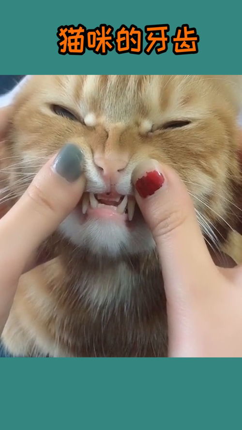原来猫咪的牙齿这么可爱呀 