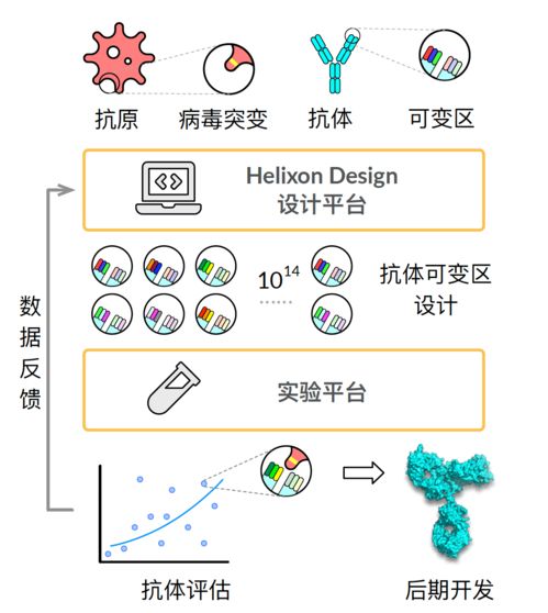 新冠有抗体是好事还是不好（新冠抗体是好的还是坏的） 第1张