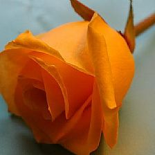 橙玫瑰花语象征与寓意 橙色玫瑰不能随便送人