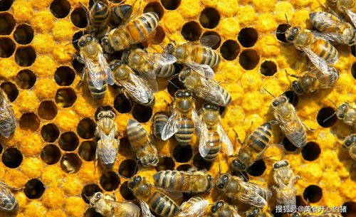 大虎头蜂有多狠 1分钟灭掉40只蜜蜂,只有中国土蜂是它的克星