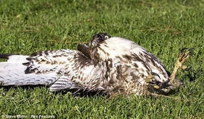 美国红尾鹰饕餮贪吃腹胀无法起飞 仰面躺地休息 