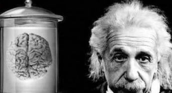 哈维偷走 爱因斯坦大脑 ,40多年,他研究出了什么