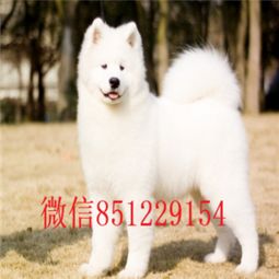 广州哪里有卖萨摩耶幼犬的,一般多少钱一只