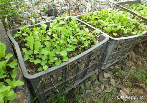 又要开始种菜了,怎么做好土壤消毒 3个小窍门,操作简单也实用