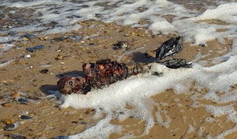 英国沙滩惊现美人鱼尸体 