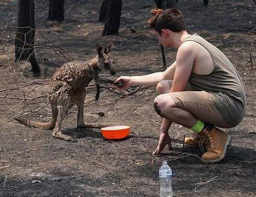 美国 巴西 澳大利亚烧了多少森林 高温或许是地球迟来的报复