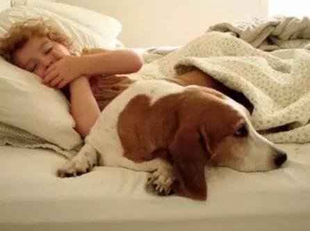 想和狗狗一起睡觉 这些安全措施要做好
