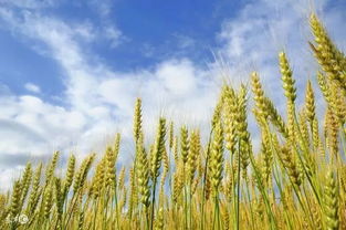 小麦百科 小麦生育期的分界线及各个时期持续的时间是多久