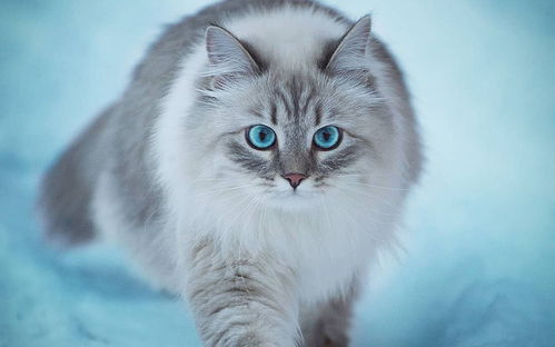 西伯利亚森林猫好养吗,西伯利亚森林猫适合家养吗？