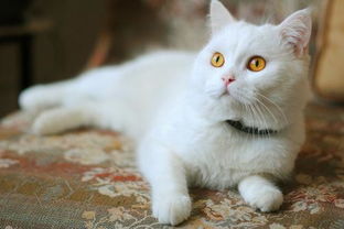 白色猫咪的名字大全 