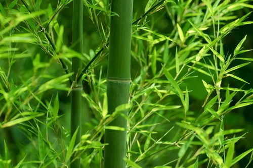 竹子种在哪个方位最吉利 三种竹子最旺家宅