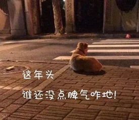 上海版 忠犬八公 三天三夜不吃不喝的原因居然是这样 神反转 