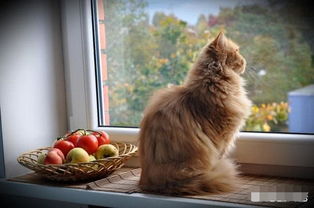 为什么高层养猫要封窗封阳台 这可能是最好的答案 