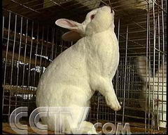 獭兔王的致富传奇 2006.4.3 獭兔养殖 
