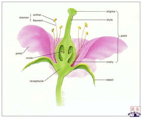 花的子房的结构图 信息图文欣赏 信息村 K0w0m Com