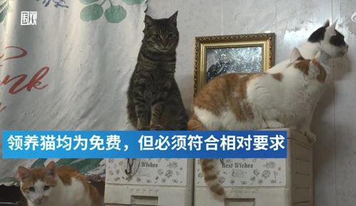 别人直播带货挣钱,这位大妈直播流浪猫,目的为了帮它们找新家