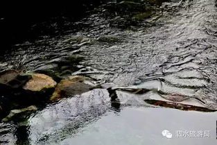 福利来了 10月1日起泗水泉林泉群自然风景区门票降价