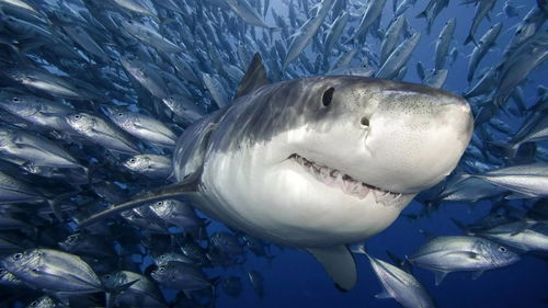 为什么人类不吃鲨鱼肉