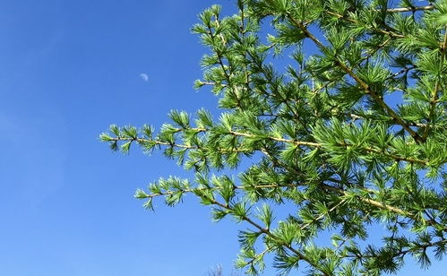 欧洲 英国和西伯利亚落叶松之间的区别