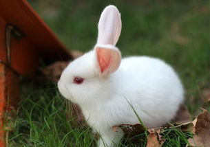 小白兔为什么那么能吃 