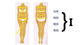怎样量胸围，腰围，臀围？