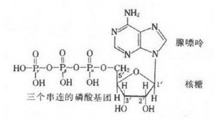 atp水解的产物是什么 彻底水解的产物是什么 