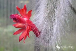 这10种跟猴没有半毛钱关系的植物,居然也敢叫猴