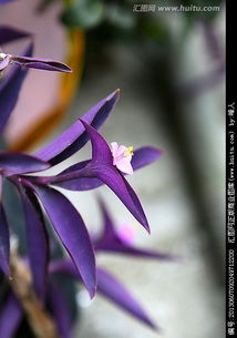 紫色花种类图片和名称 搜狗图片搜索