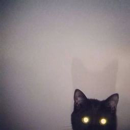 神秘莫测古灵精怪的小黑猫,谁能不爱呢
