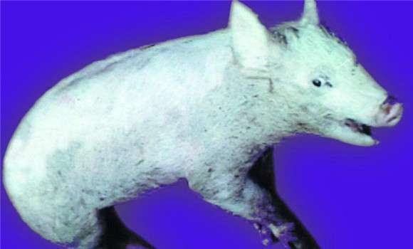 如何确认猪得了猪狂犬病,猪狂犬病有什么临床症状 