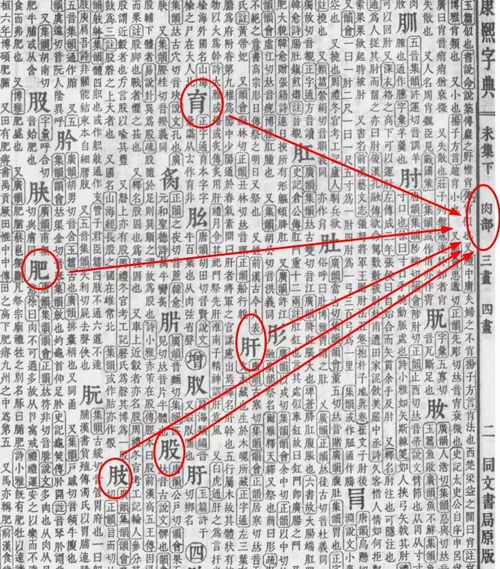 月之部首字根在起名中当属几画 