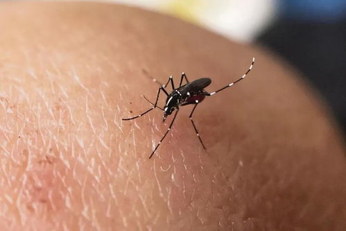 如何给宝贝儿驱蚊防蚊 疾病预防从蚊子开始