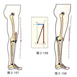 为什么明明不怎么胖,膝盖上还有很多肉 那是膝盖长了 双下巴