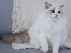 图 山东青岛纯种布偶幼猫一般多少钱 广州宠物猫 